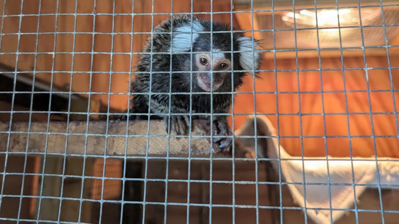 Monkey discovered on London bus sparks renewed abandonment fears