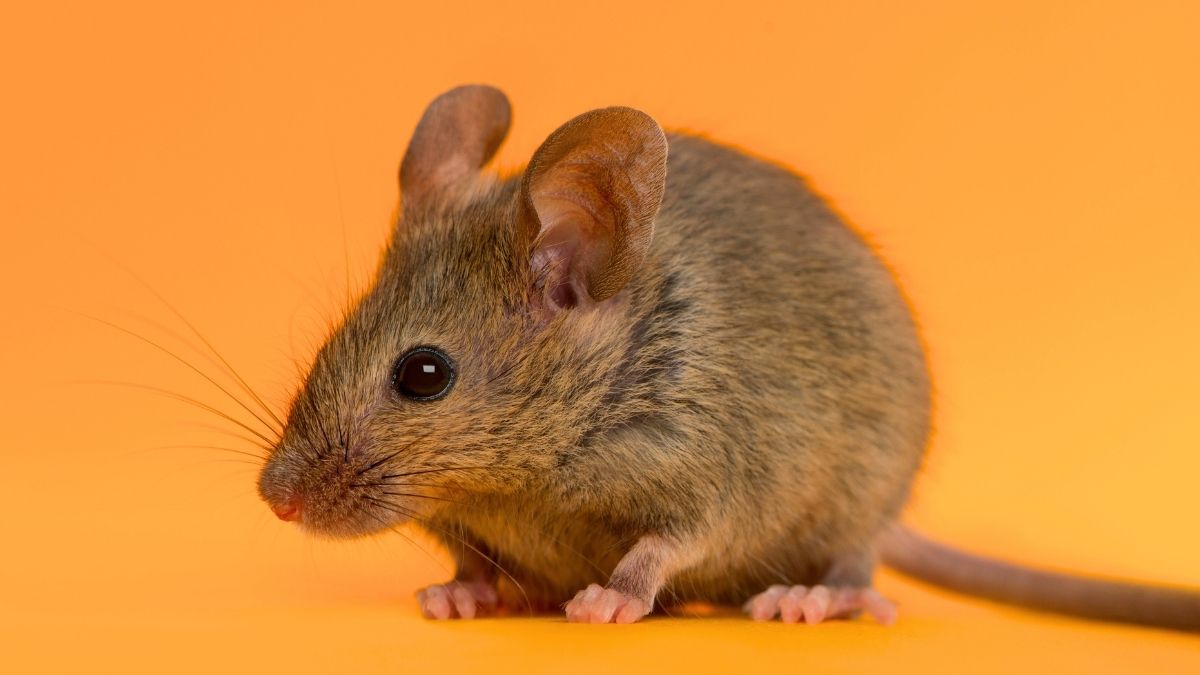 Itching Has Its Own Sensory Organ, Mouse Study Suggests