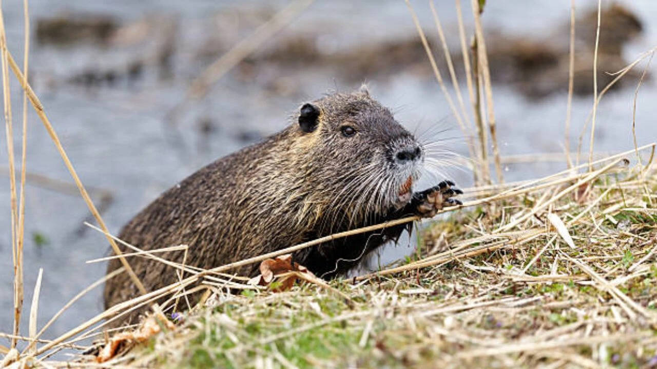 Nutria are such prolific breeders that one female can lead to 200 offspring in just a year. Nutria: The illegal immigrants<br><br>