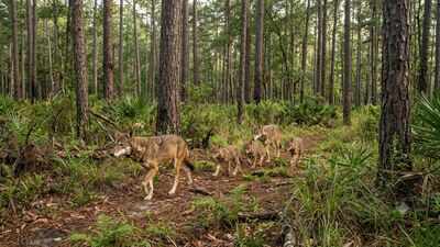 Only 14 red wolves survived the 1970s. Half a century later, this endangered species is slowly returning to the wild