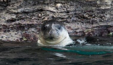 This Greek island has a dark past. Now it's covered in rare seals