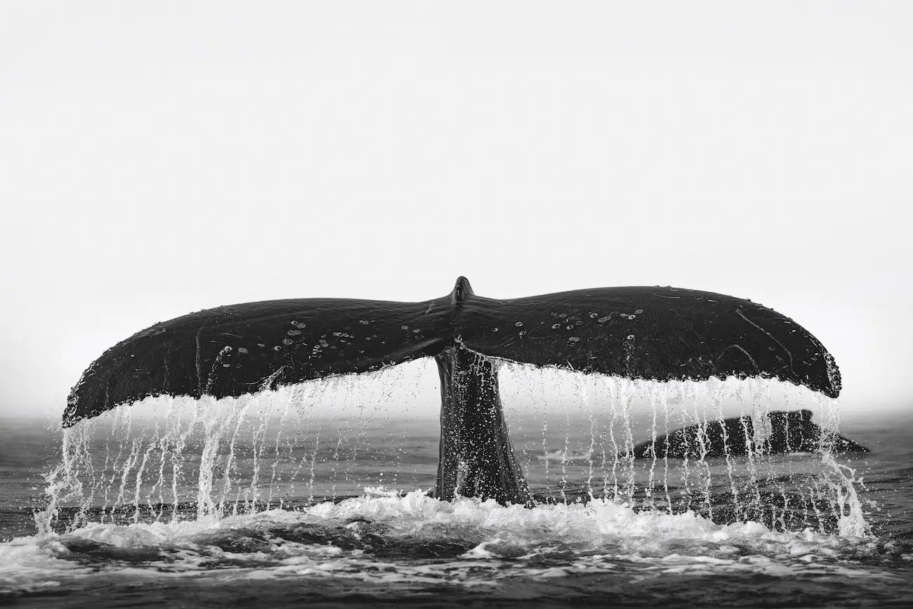 Whale tail