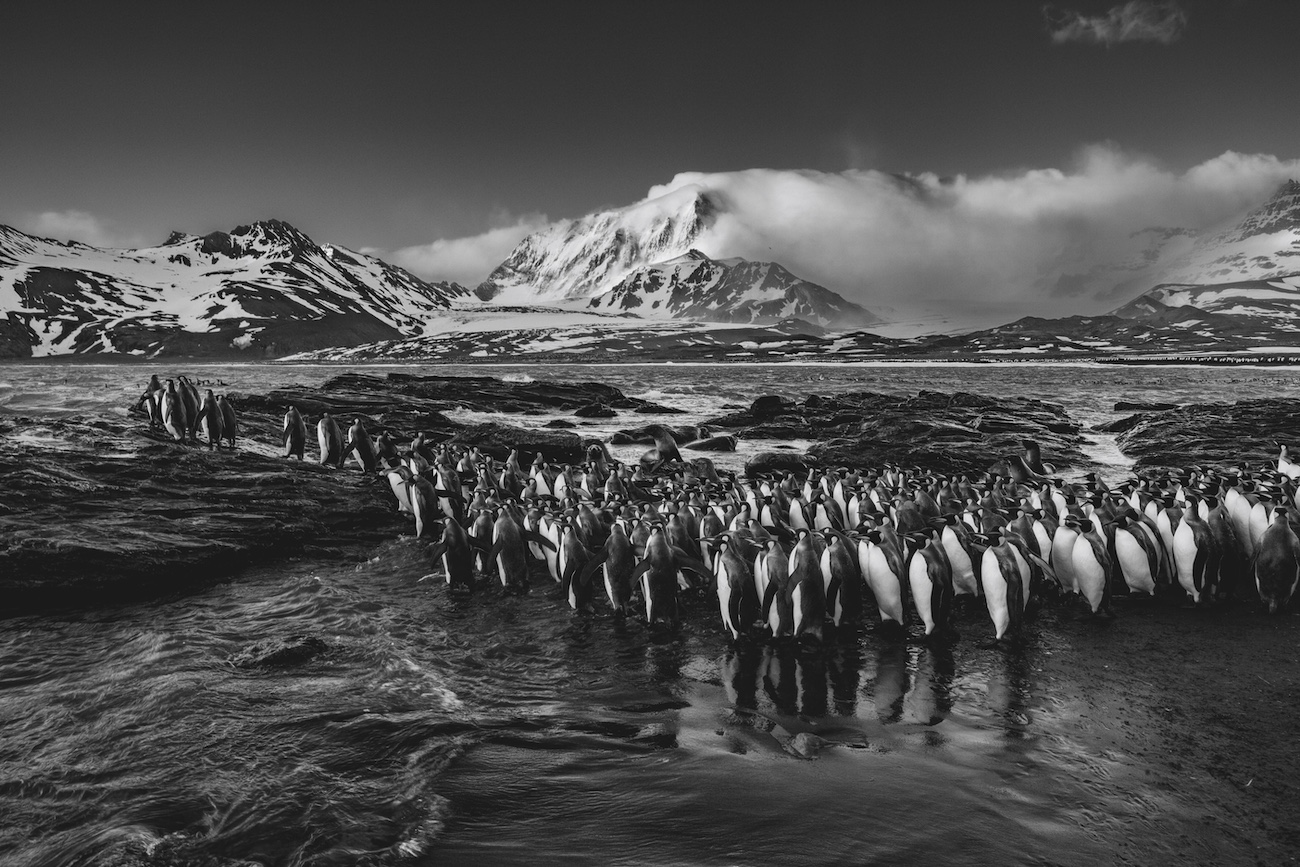 Penguins marching