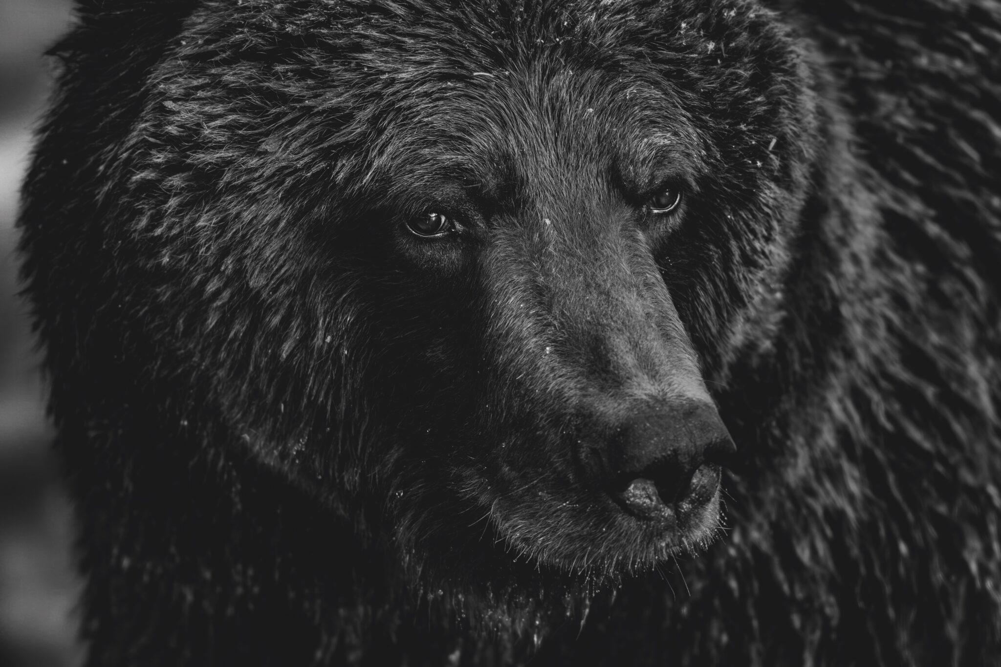Close-up of grizzly bear.