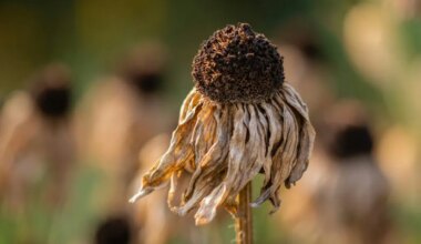 Rising Temperatures Prevent Plants From Absorbing CO2, Study Finds