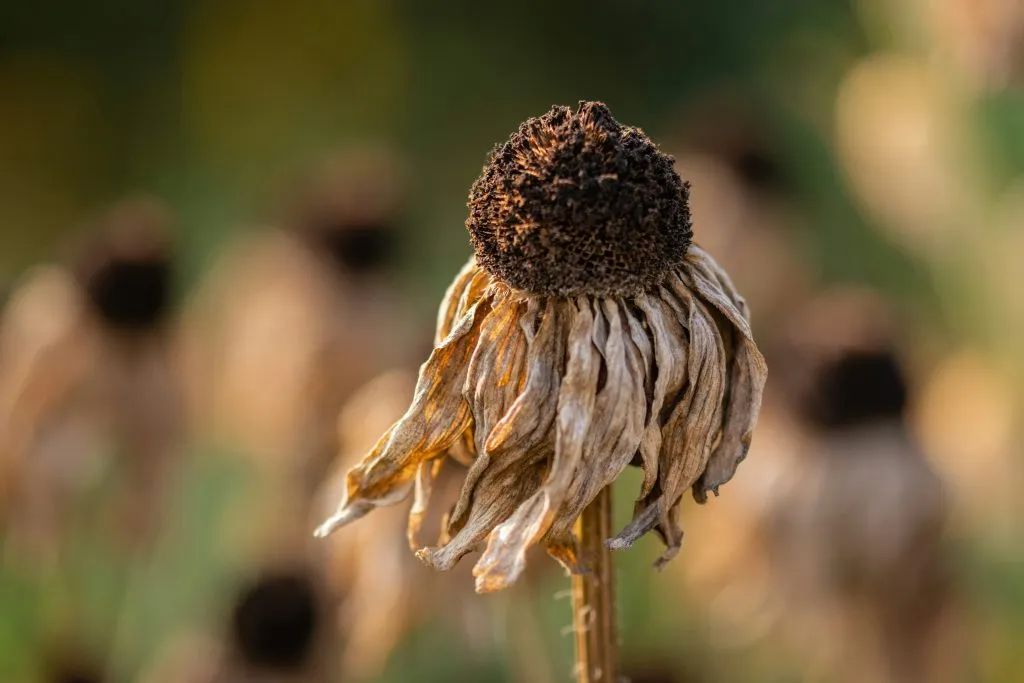 Rising Temperatures Prevent Plants From Absorbing CO2, Study Finds