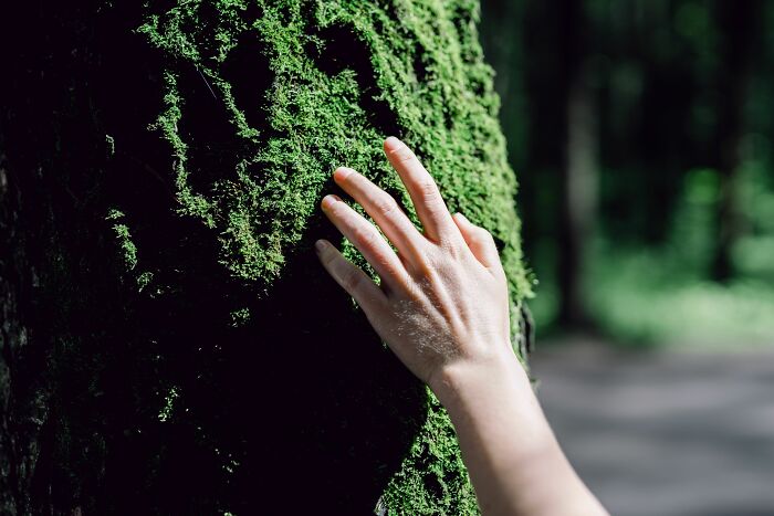 A hand touching moss on a tree, a random thing people tried for their health and it actually worked.