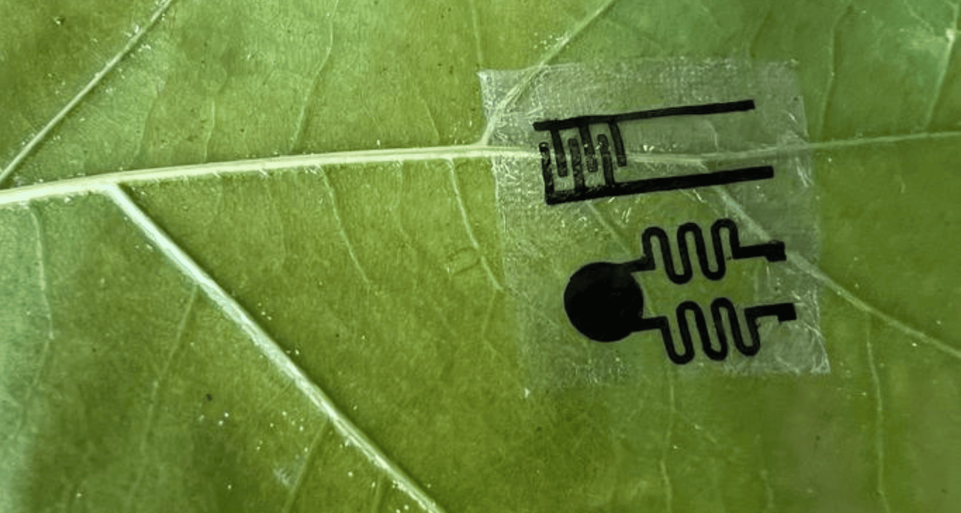 plant wearable