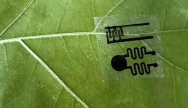 plant wearable