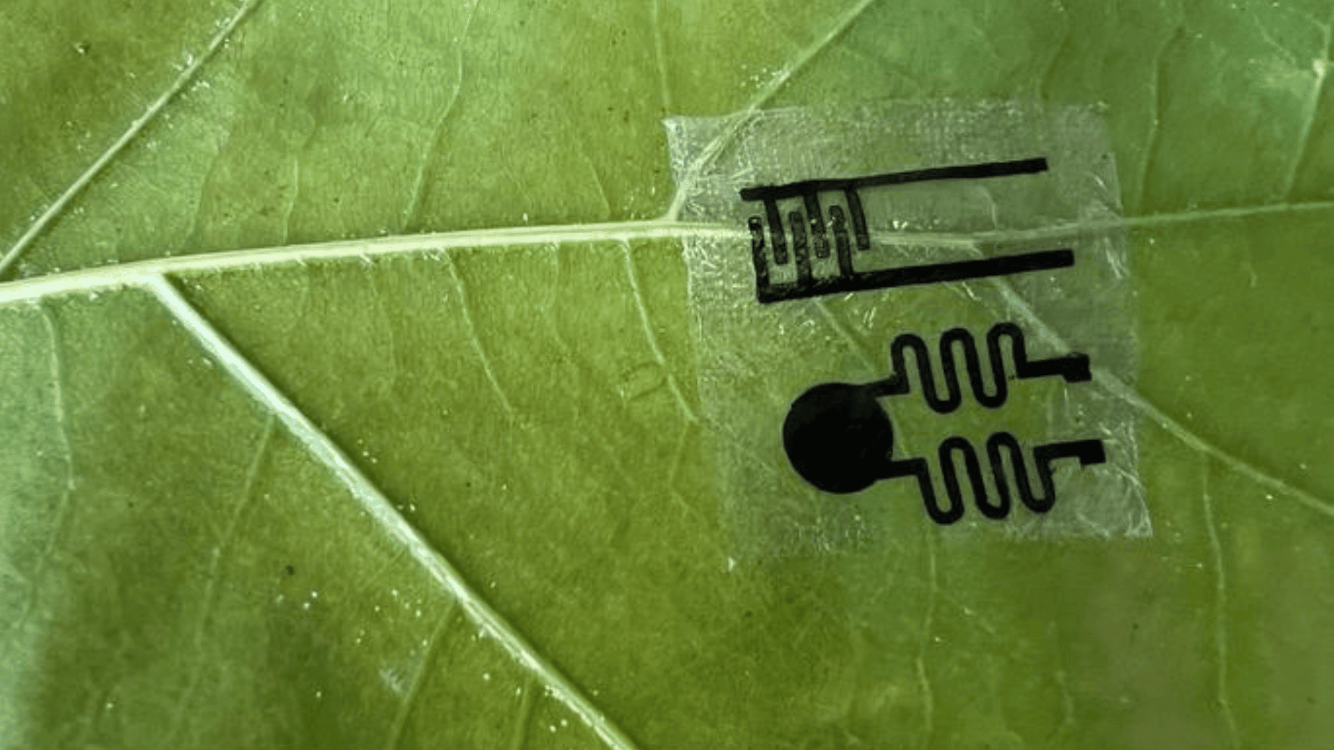 plant wearable