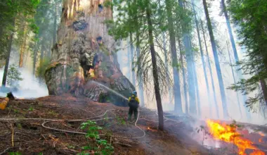 The best way to save giant sequoias may be more fire