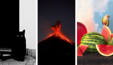Triptych of three images from the iPhone Photography Awards 2026, including a black cat, an erupting volcano, and a parrot perched on a watermelon