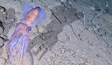 Arctic bobtail squid filmed in the wild ... and she's carrying eggs