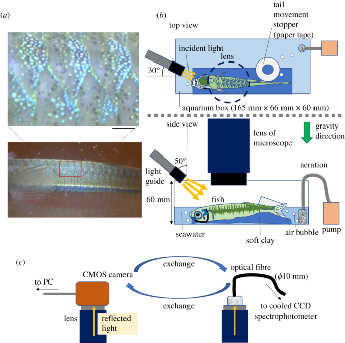 Fish Skin Doesn't Just Reflect Light - It Might Actually Sense It