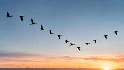 Scientists discover how birds save energy while flying in a V-shaped formation, new study reveals
