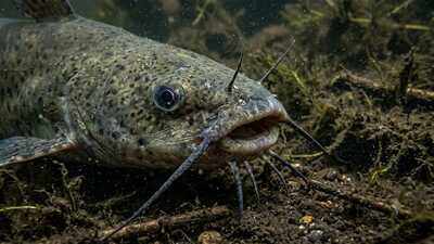 Scientists discover the world's first contagious cancer in fish spreading through North American catfish