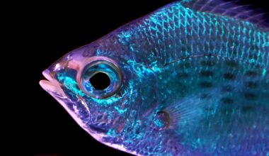 Fish Skin Doesn't Just Reflect Light – It Might Actually Sense It : ScienceAlert