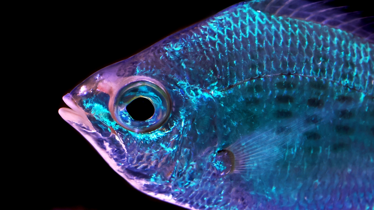 Fish Skin Doesn't Just Reflect Light – It Might Actually Sense It : ScienceAlert