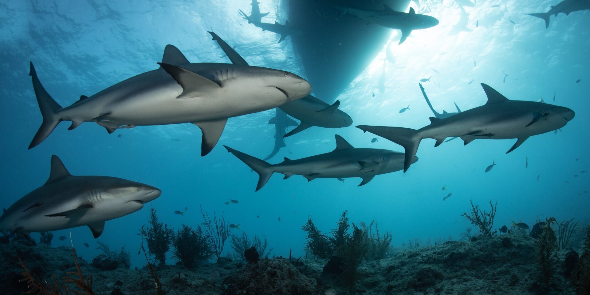 FAU scientists discover that shark spines are not one-size-fits-all