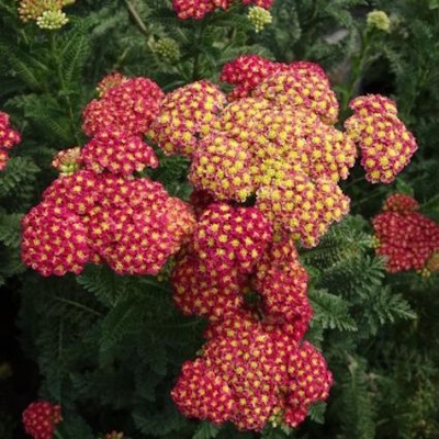 Strawberry Seduction&trade; Yarrow