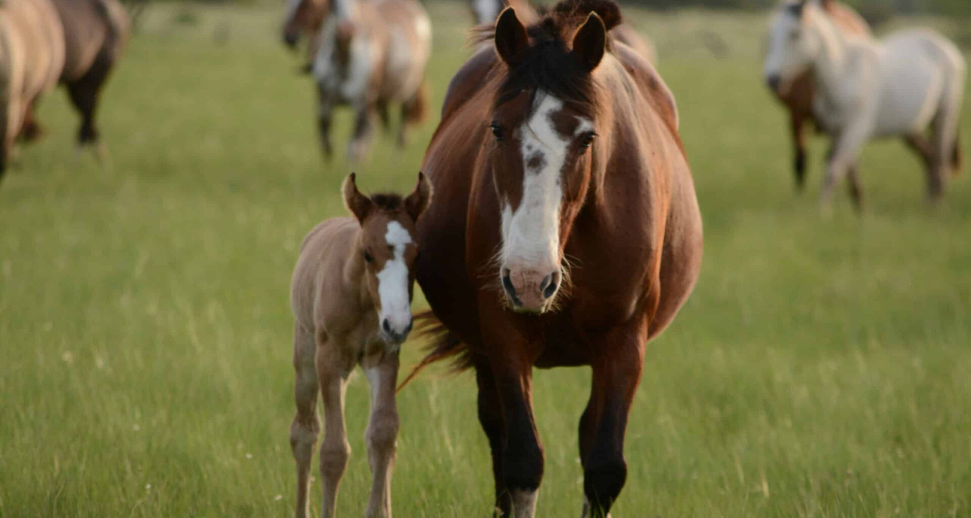 New Tool Diagnoses Endocrine Issues in Sick Foals