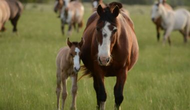 New Tool Diagnoses Endocrine Issues in Sick Foals