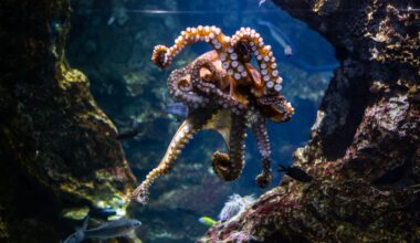 An octopus has three hearts, blue blood and around 500 million neurons, two thirds of them not in its head but spread through its arms, so each arm can taste, decide and act almost on its own.