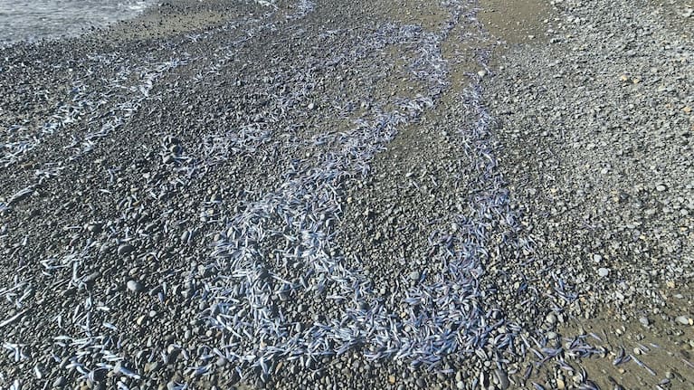 Thousands of lanternfish are seen washed up on a Kapati beach.