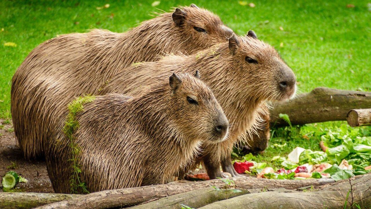 Three Capybaras sitting on the ground (Image Credit: Canva) Three Capybaras