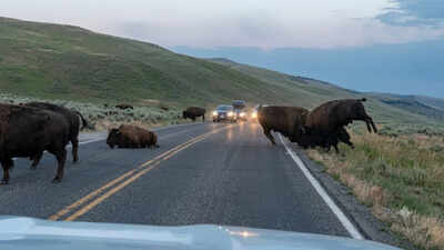 Watch: Two massive 2,000-pound bison clashed on a Yellowstone road in dramatic battle for dominance as tourists watch from cars