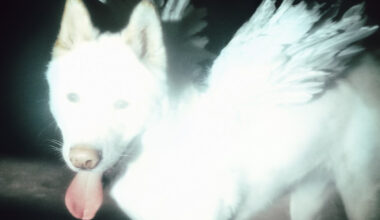 Stereogum home