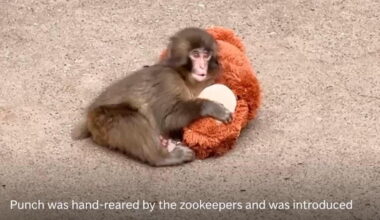 Beloved Japanese macaque Punch celebrates first birthday