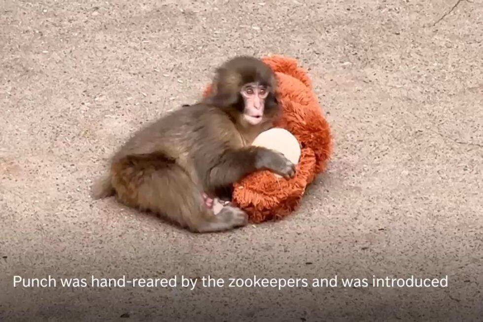 Beloved Japanese macaque Punch celebrates first birthday