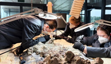 Volunteers help Polish scientists restore rare Mastodonsaurus skeleton