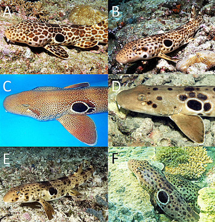 6 images of walking sharks. They show different patterns on their bodies.
