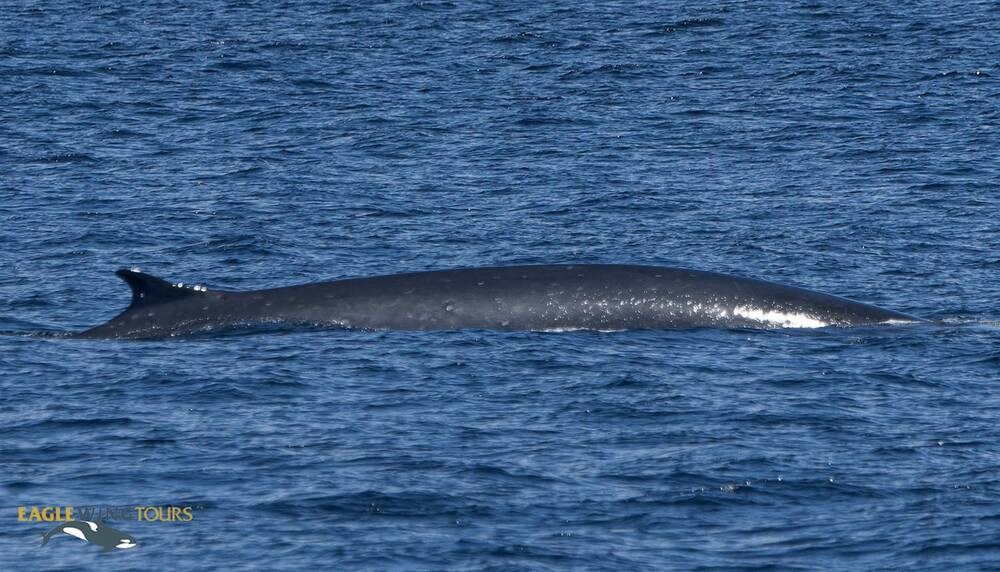 Second-largest whale species spotted off Sooke