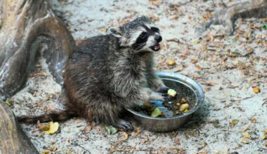 wild raccoon eating out of pet food bowl