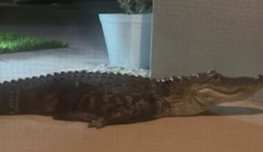 Alligator blocks Palm Bay front door, trapping family in home: ‘Jaw dropping’