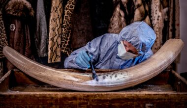 In pictures: How forensic science is helping tackle wildlife poaching