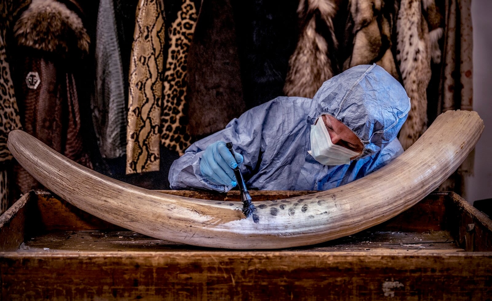 In pictures: How forensic science is helping tackle wildlife poaching