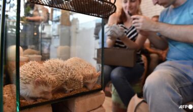 Japan to survey animal cafes over hygiene, welfare concerns