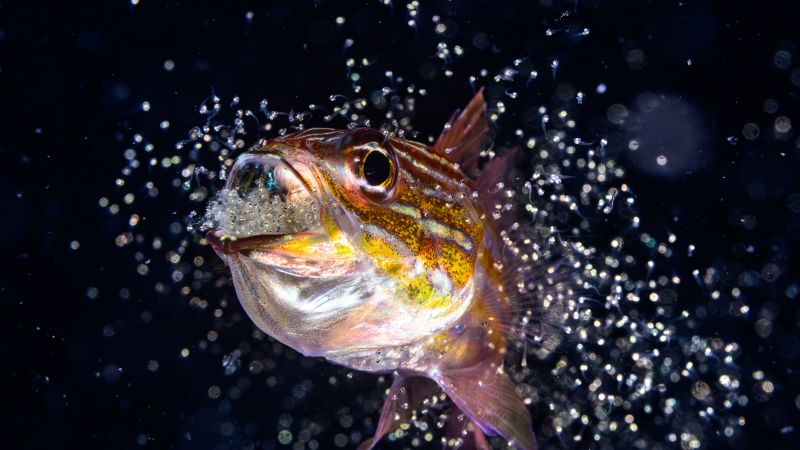 Ocean Photographer of the Year 2026 finalists announced