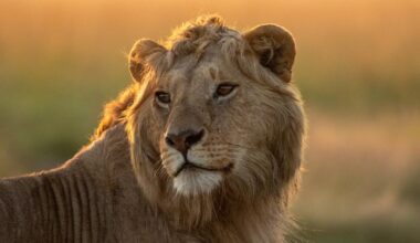 Lion