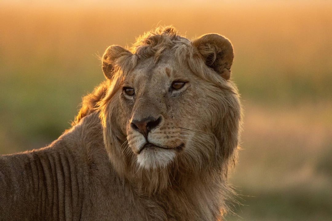 Lion