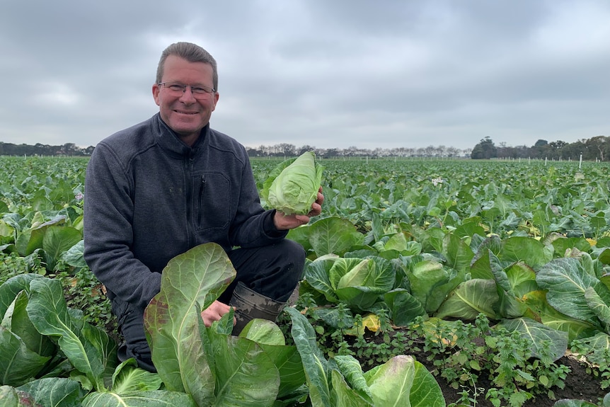 A fair-skinned bespectacled man, Paul, in black smiles holding a sugarloaf cabbage surrounded by more cabbage.
