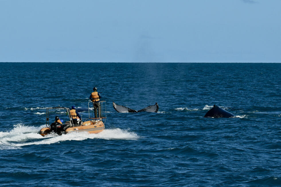 Wearing a life jacket and helmet, and armed with a crossbow, biologist Fabio Fontes pursues the group of males in a small boat who are competing to mate with a female