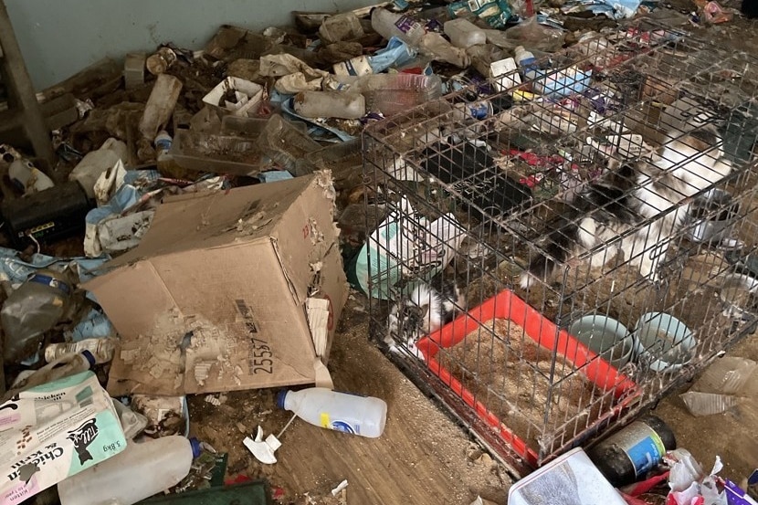 A cage with cats inside and rubbish strewn across the floor in a very messy house.