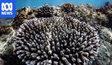 Groote Eylandt rangers drive reef mapping research after technology failed to predict coral bleaching
