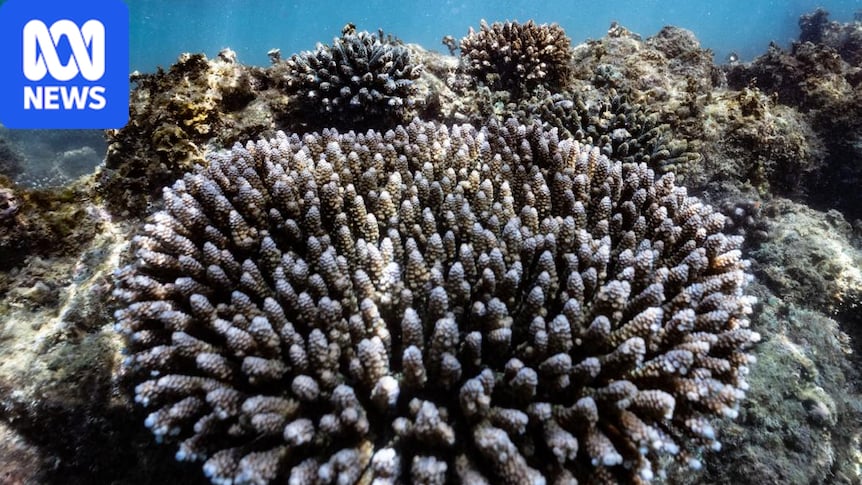 Groote Eylandt rangers drive reef mapping research after technology failed to predict coral bleaching