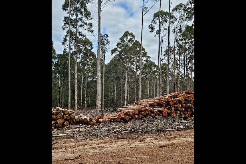 THINNED LOGS